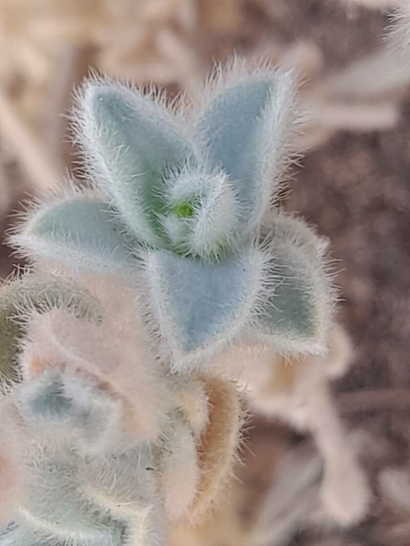 Convolvulus prostratus leaf