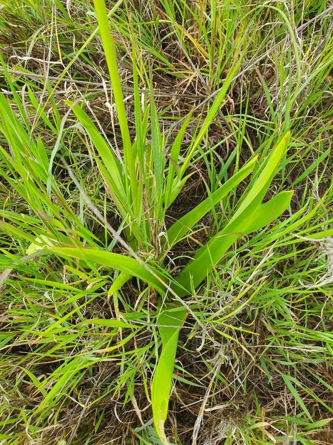 Ornithogalum donaldsoni leaf