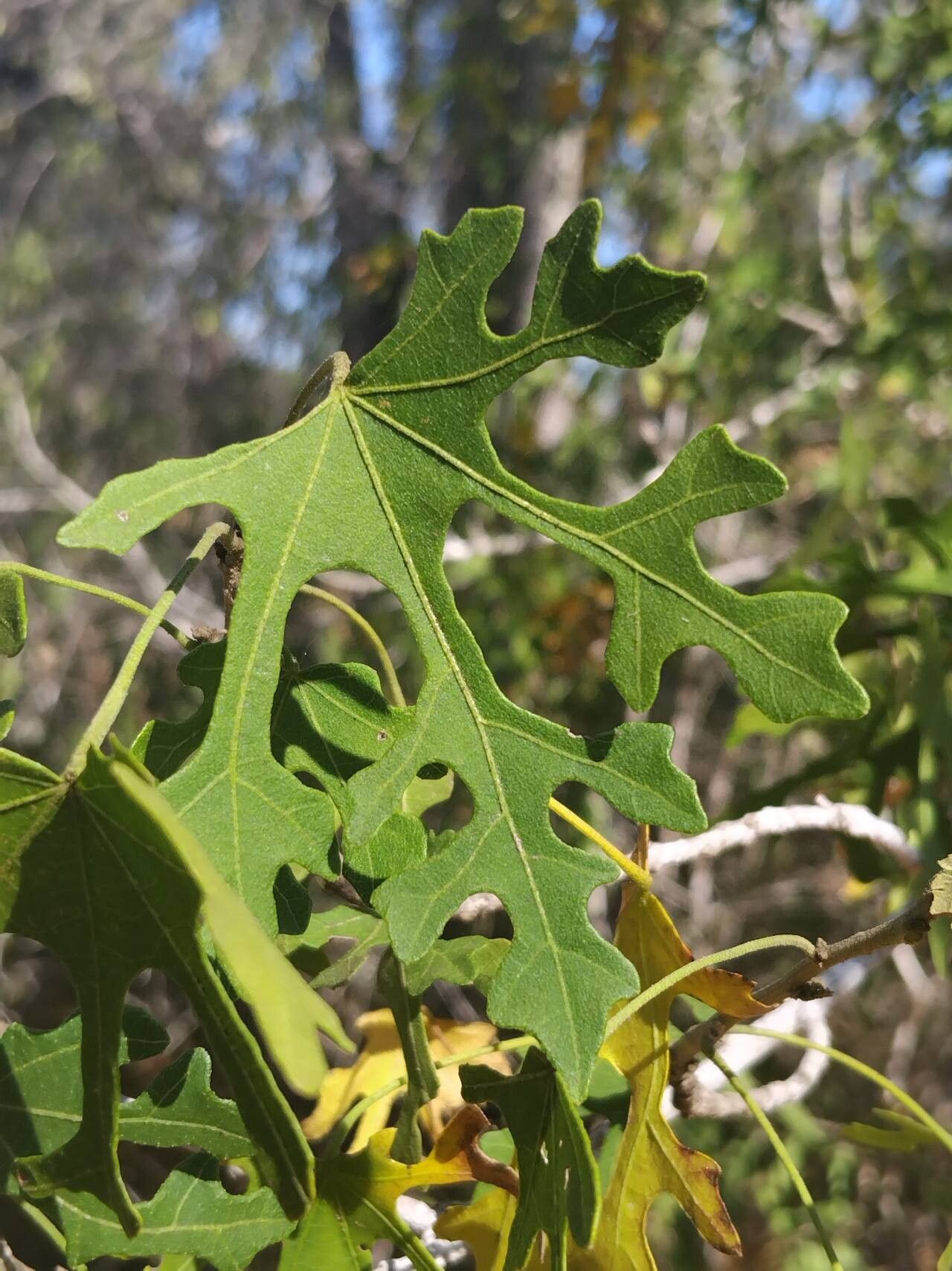 Kosteletzkya diplocrater — related species from the same genus