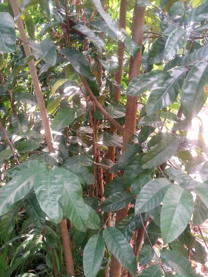 Chrysophyllum albidum — search result for 'Nigeria'