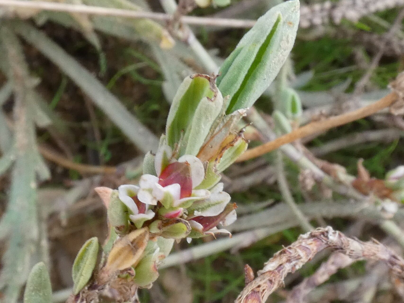 Polygonum maritimum fruit