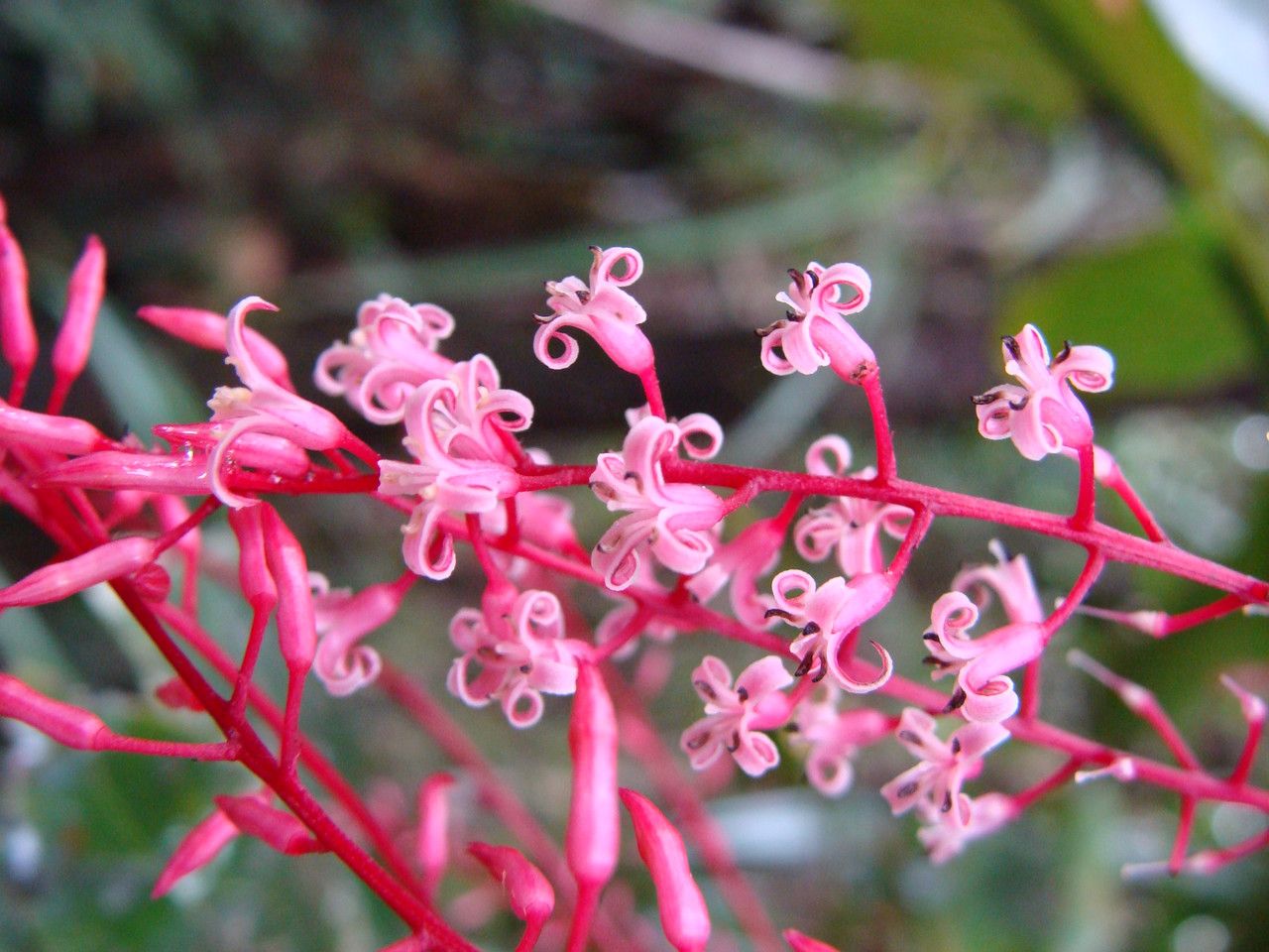 Beauprea filipes — houseplant care guide