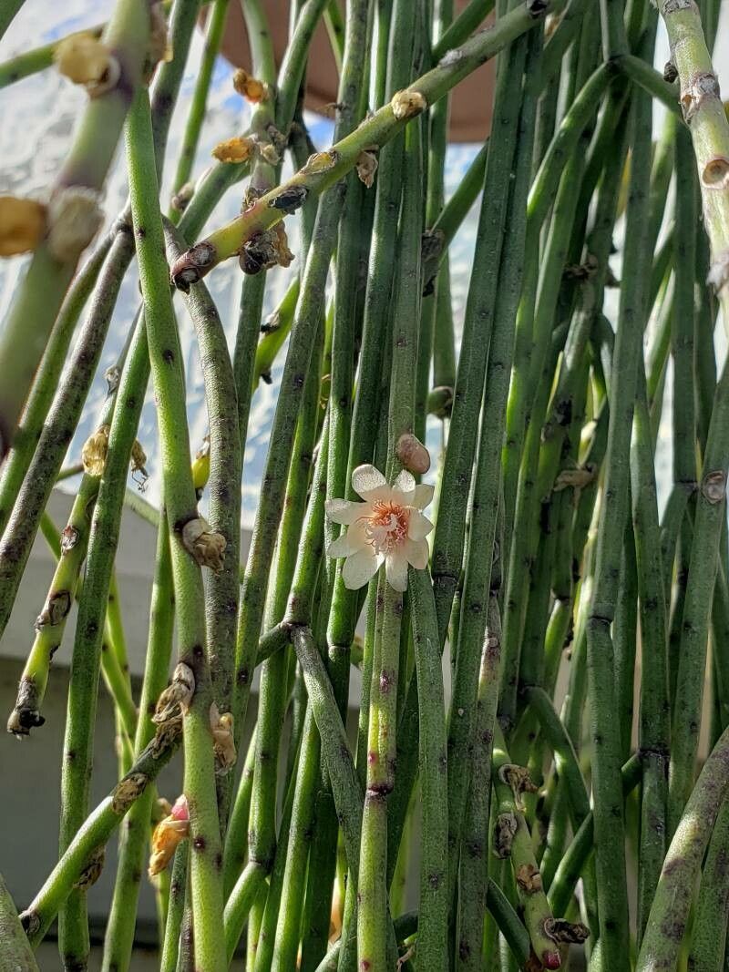 Rhipsalis puniceodiscus — search result for 'Rhipsalis'