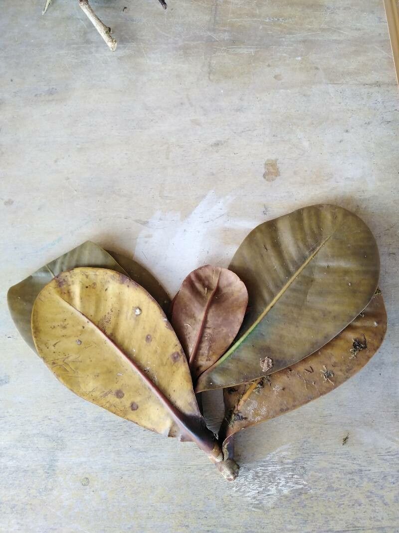 Clusia congestiflora — related species from the same genus