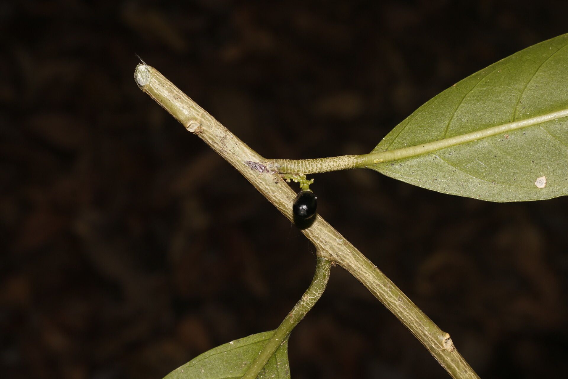 Cestrum glanduliferum bark