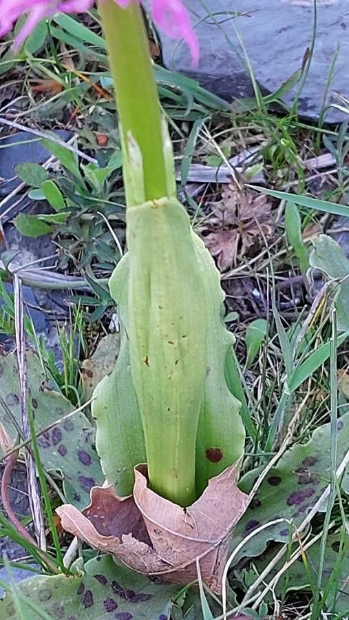 Orchis italica leaf
