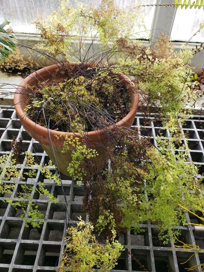Cheilanthes microphylla habit