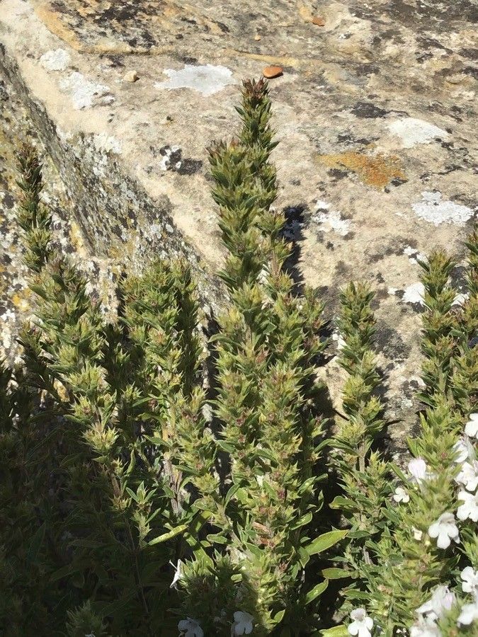 Satureja parnassica — search result for 'Satureja'