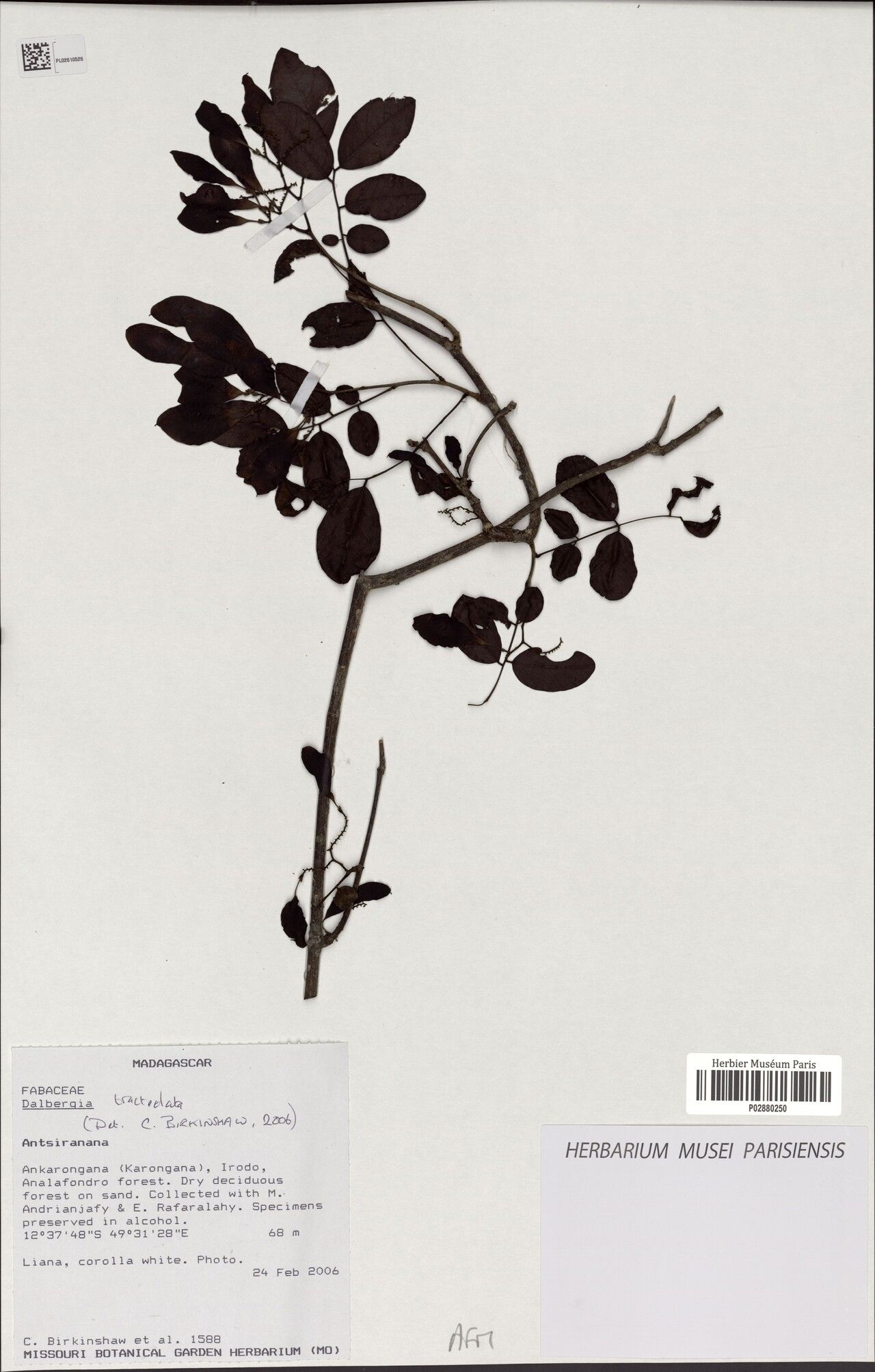 Dalbergia pseudoviguieri — houseplant care guide