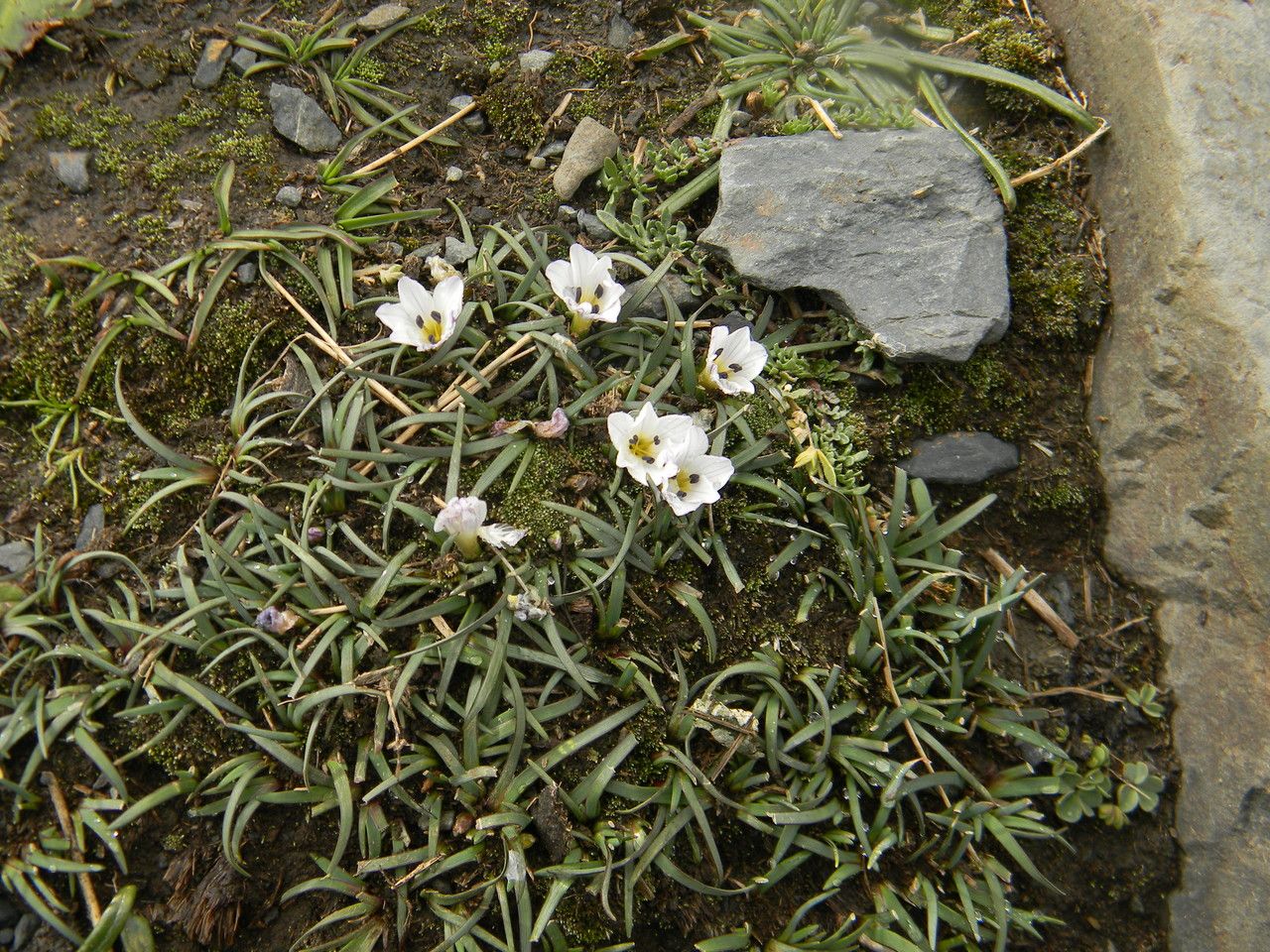 Olsynium acaule habit