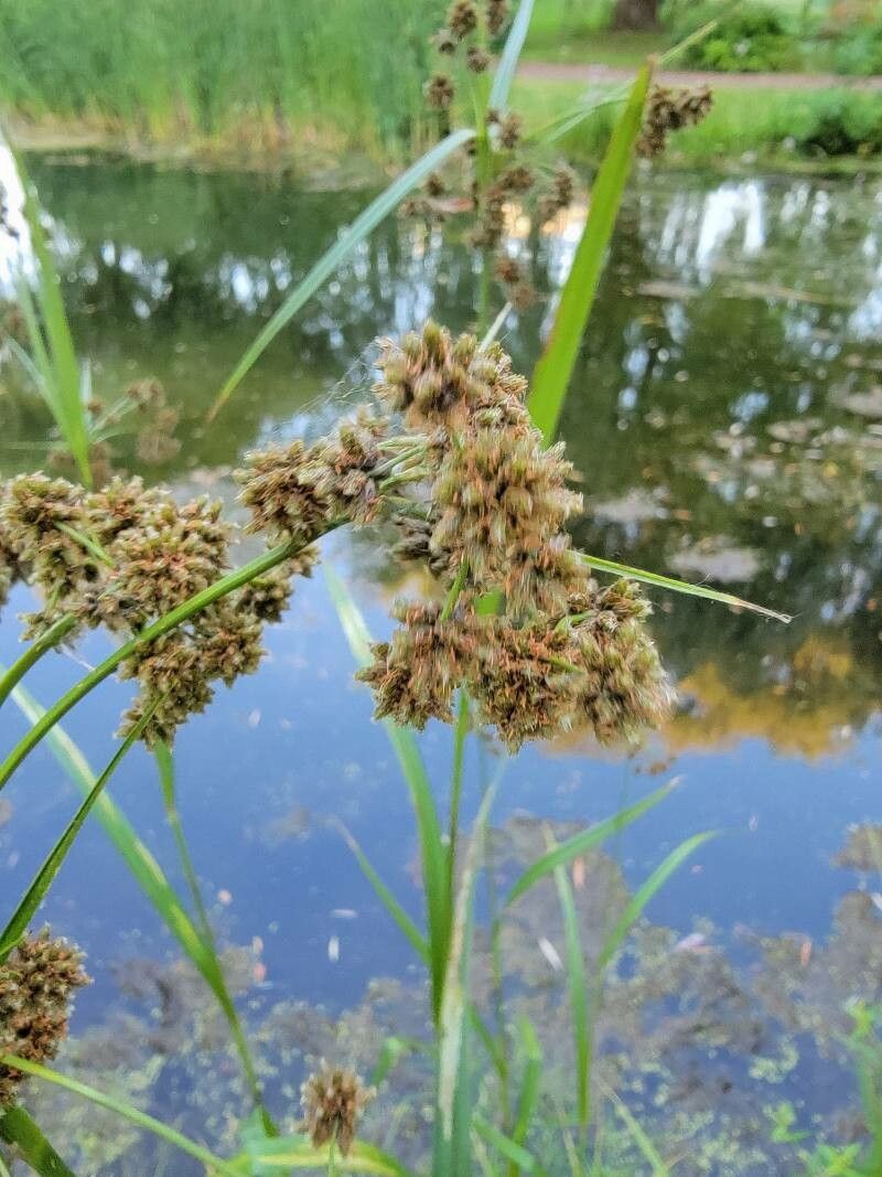 Scirpus atrovirens flower