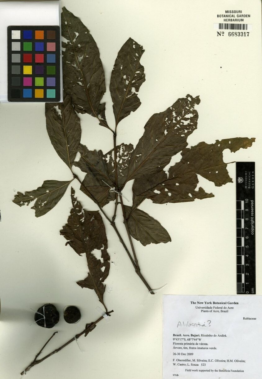 Alibertia bertierifolia — related species from the same genus