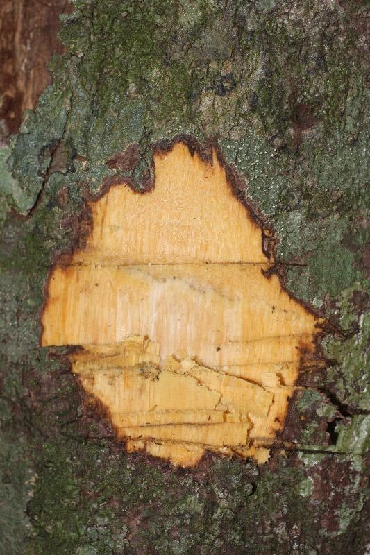 Chrysophyllum eximium other