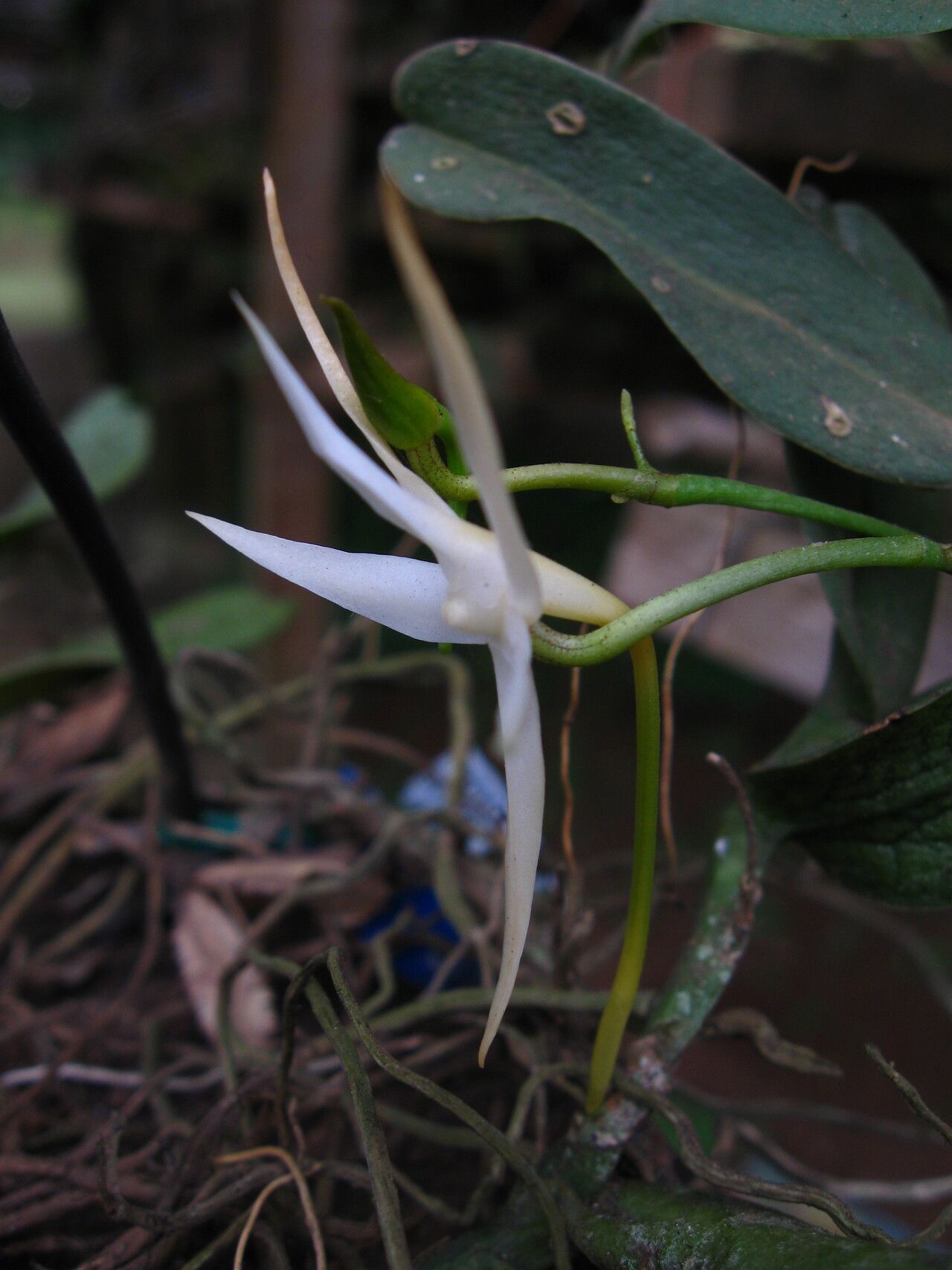 Angraecum sanfordii flower