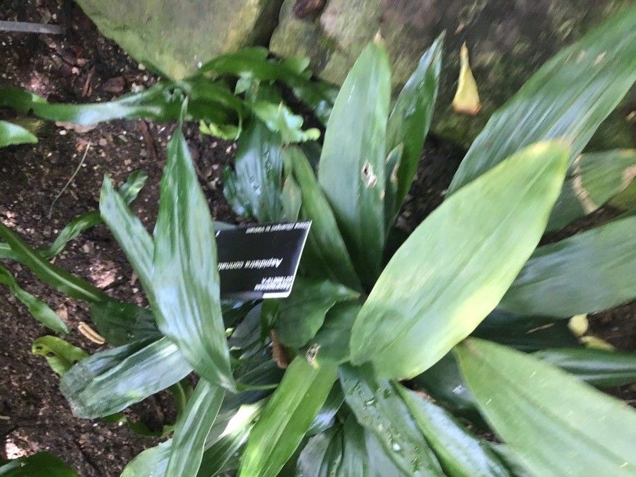 Aspidistra connata