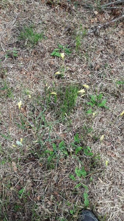 Narcissus gigas — search result for 'Narcissus'