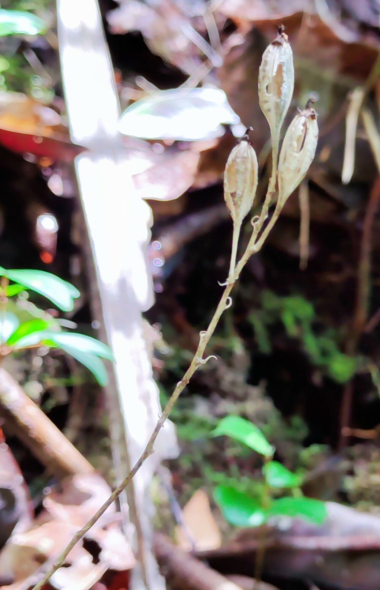 Liparis stenophylla fruit