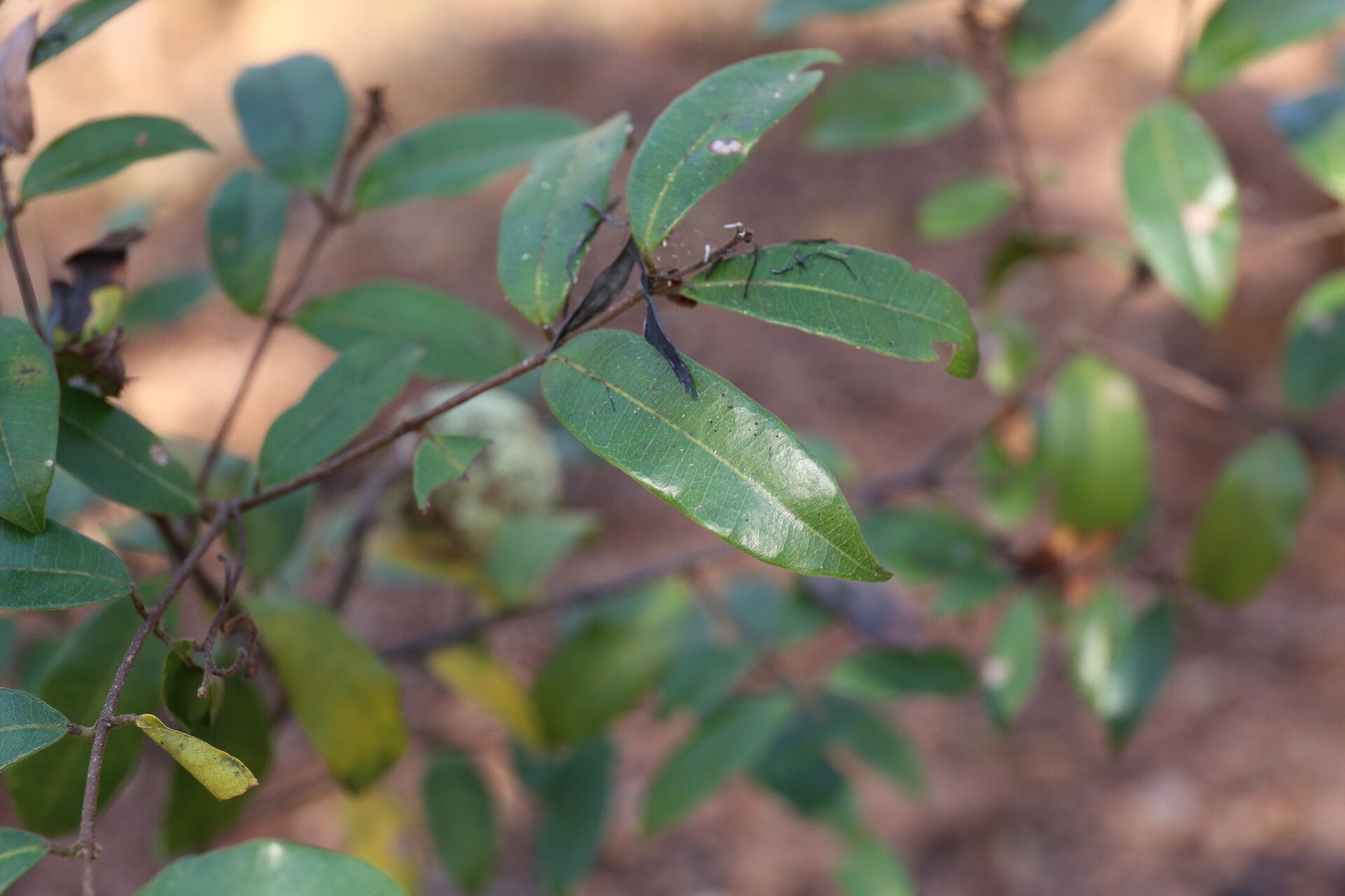 Landolphia parvifolia — houseplant care guide