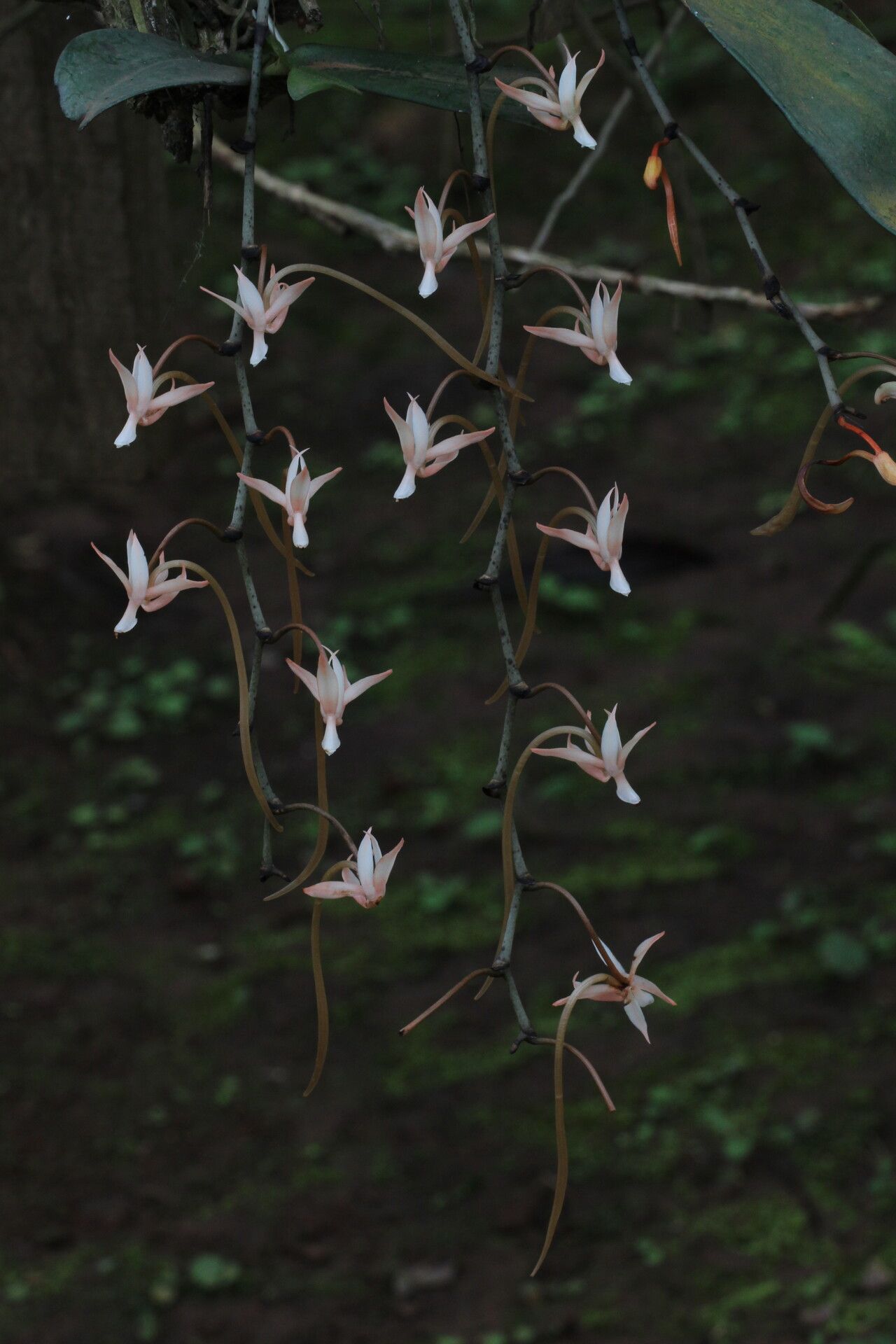 Aerangis collum-cygni flower