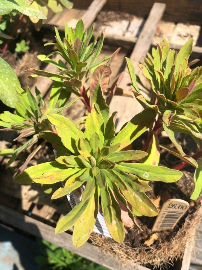 Euphorbia × martini — search result for 'France'