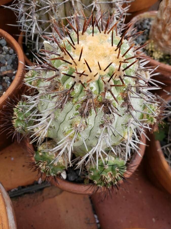 Copiapoa megarhiza habit