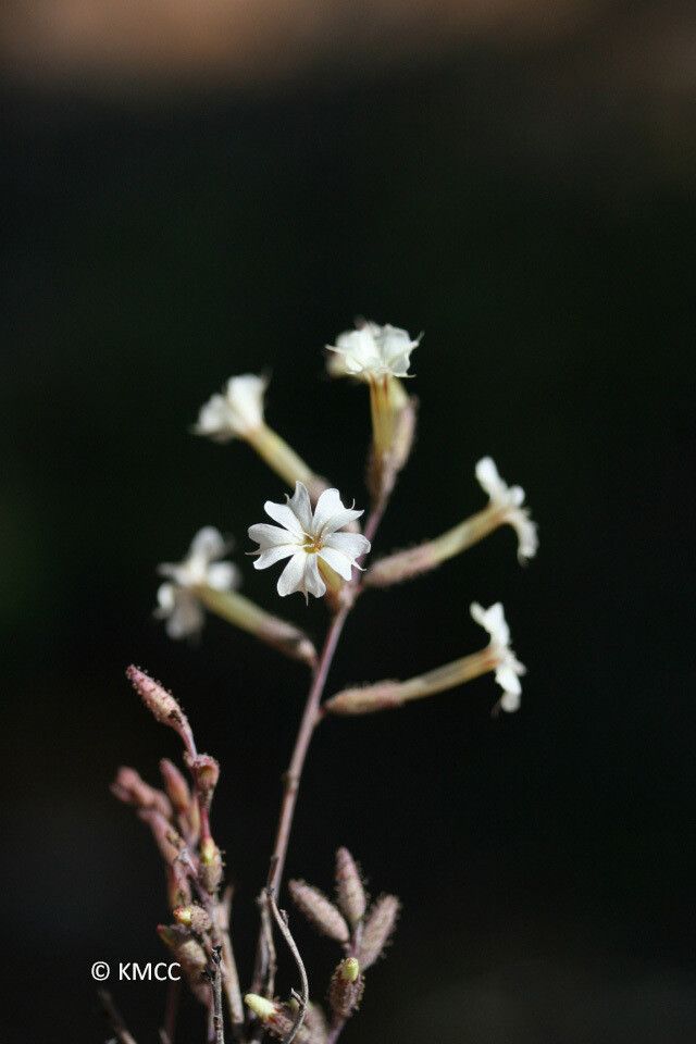 Plumbago aphylla