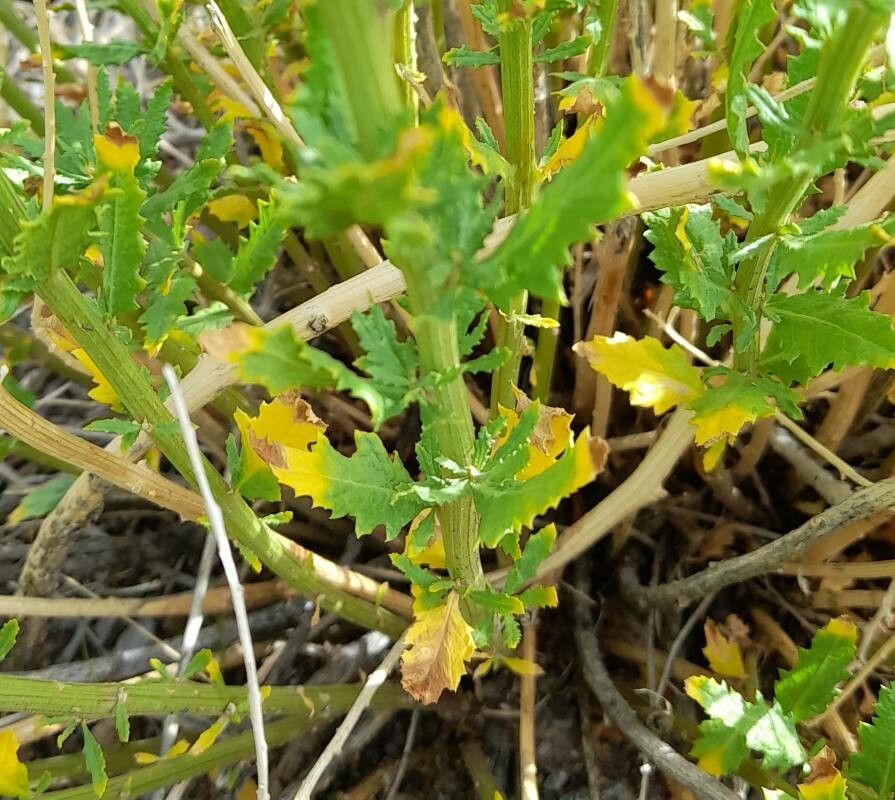 Dysphania chilensis — search result for 'Dysphania'