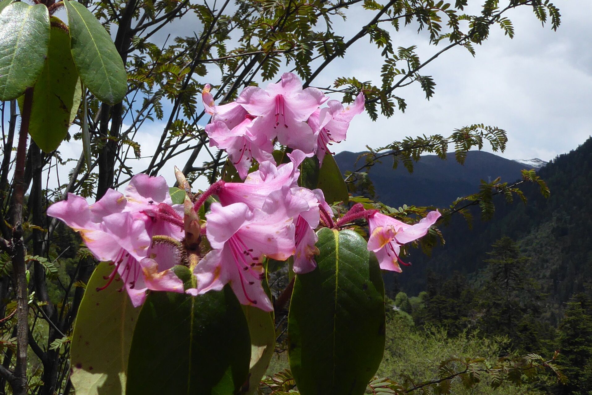 Rhododendron hirtipes flower