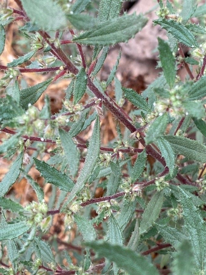 Forsskaolea angustifolia bark