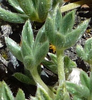 Lupinus conicus leaf