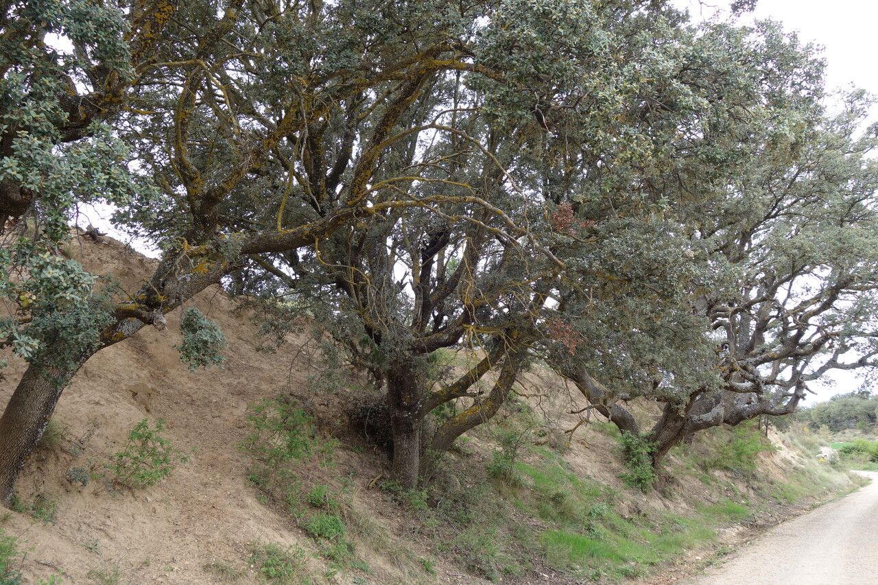 Quercus rotundifolia habit