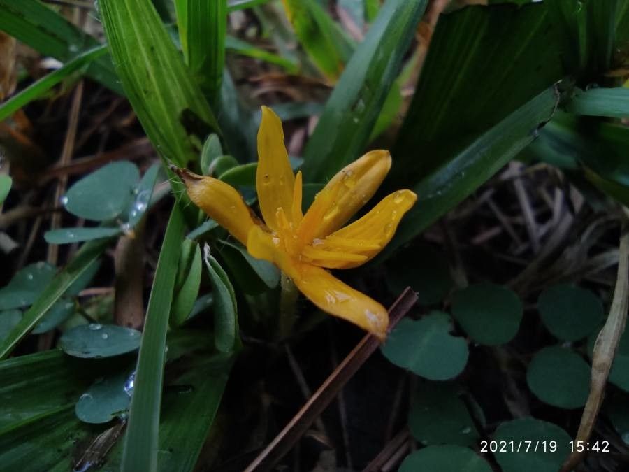 Curculigo orchioides — search result for 'Hypoxidaceae'