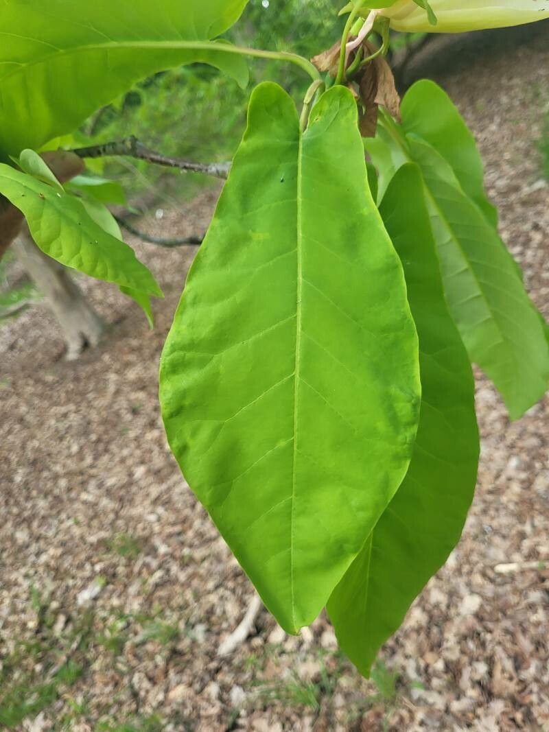 Magnolia fraseri leaf