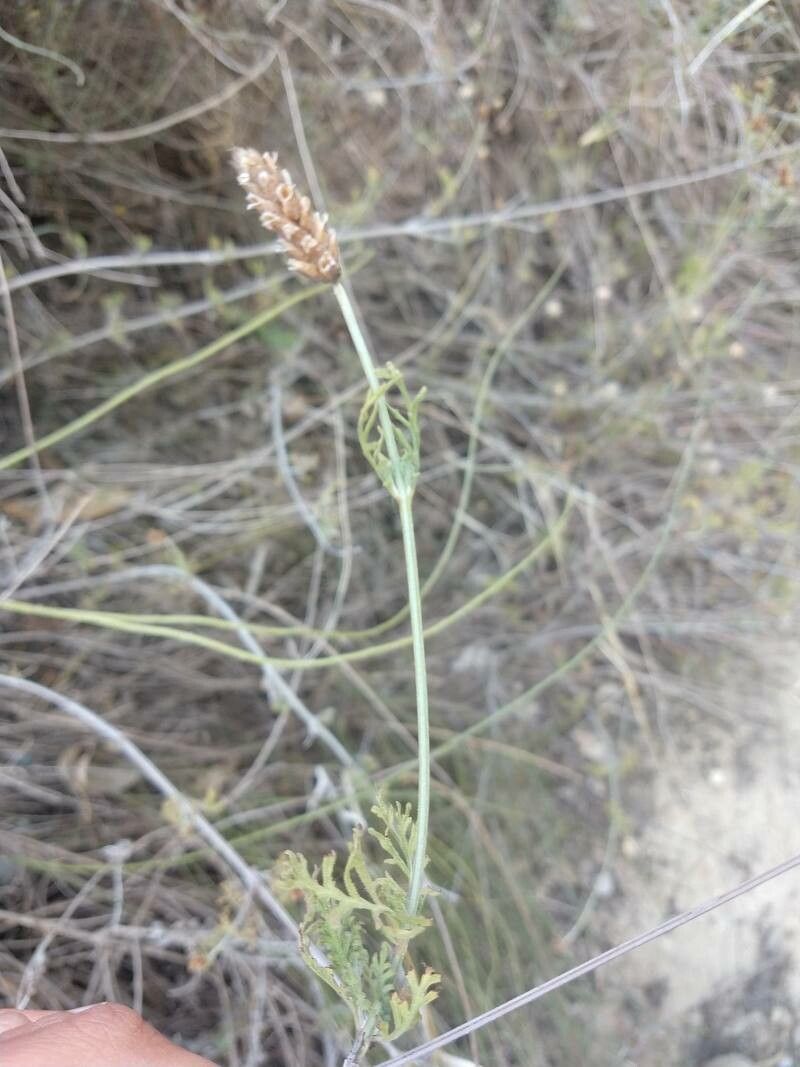 Lavandula multifida bark