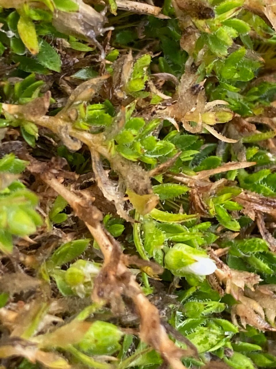 Arenaria digyna — houseplant care guide