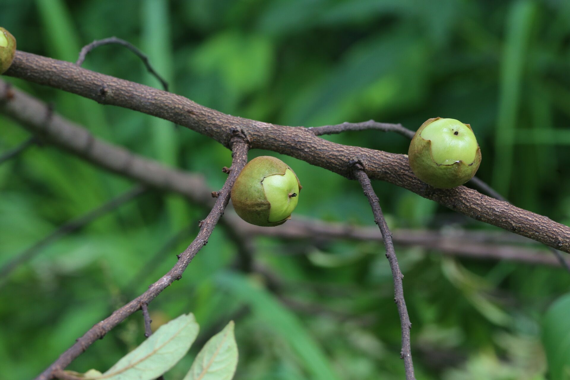 Diospyros mweroensis fruit