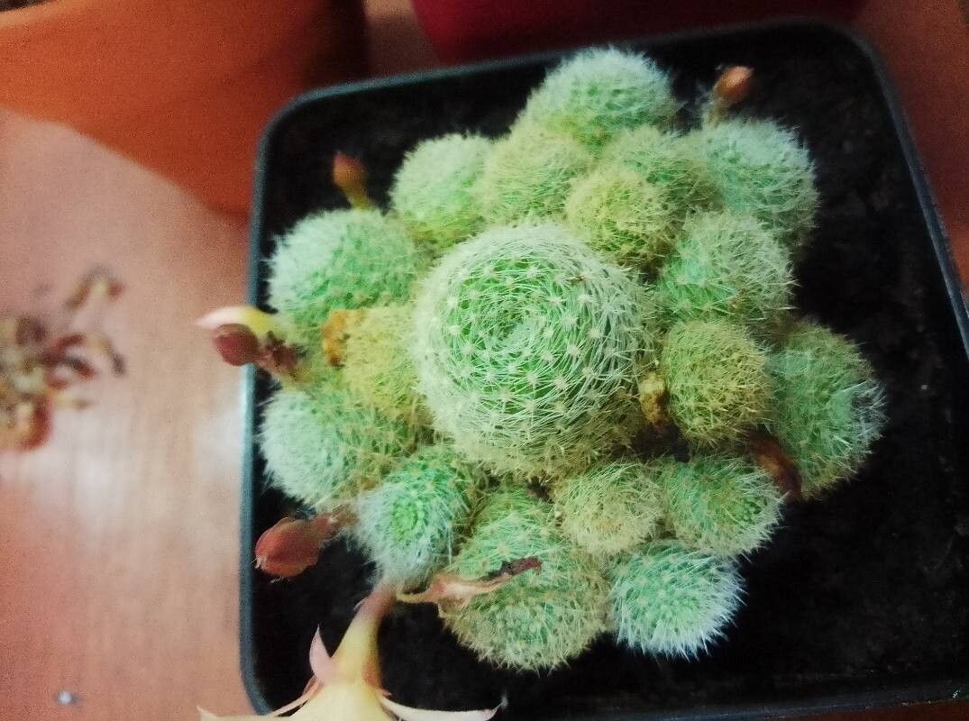 Aylostera albopectinata leaf