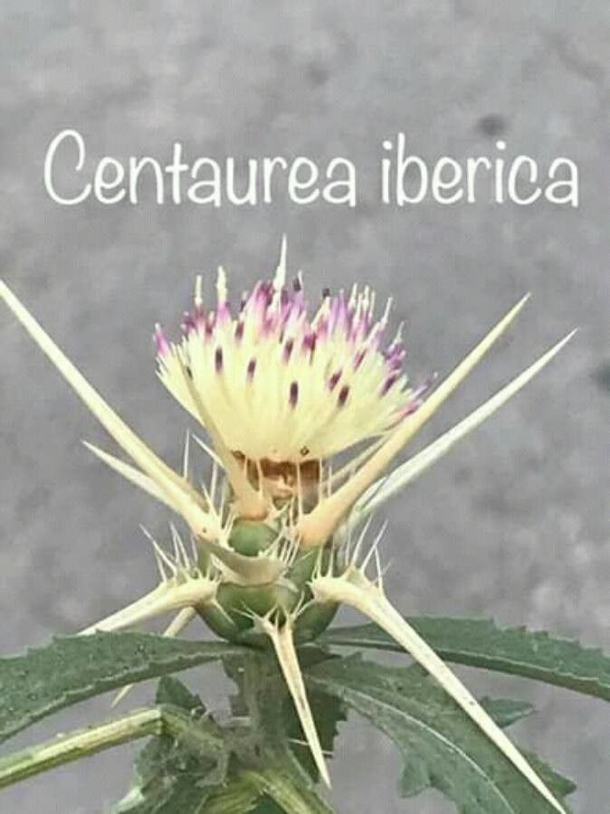 Centaurea iberica flower