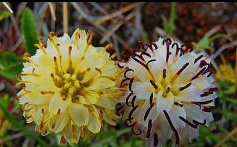 Hypochaeris chillensis flower