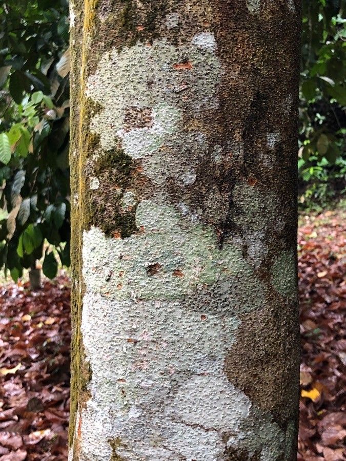 Intsia palembanica bark