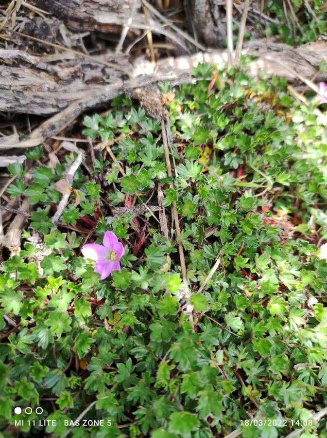 Geranium sibbaldioides habit
