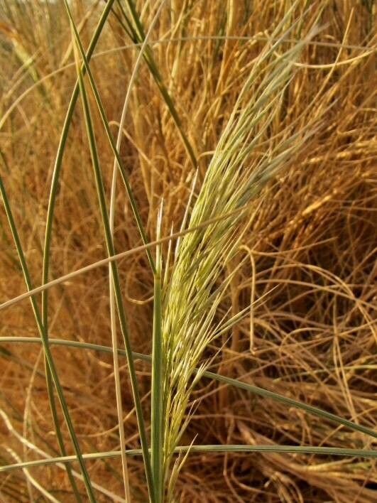 Stipagrostis acutiflora flower