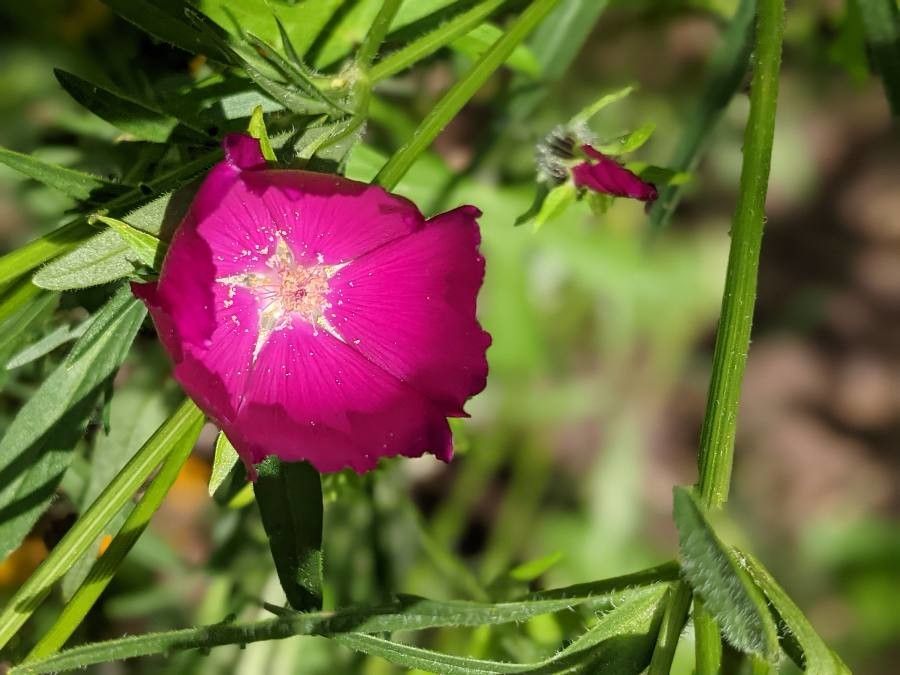 Callirhoe involucrata flower