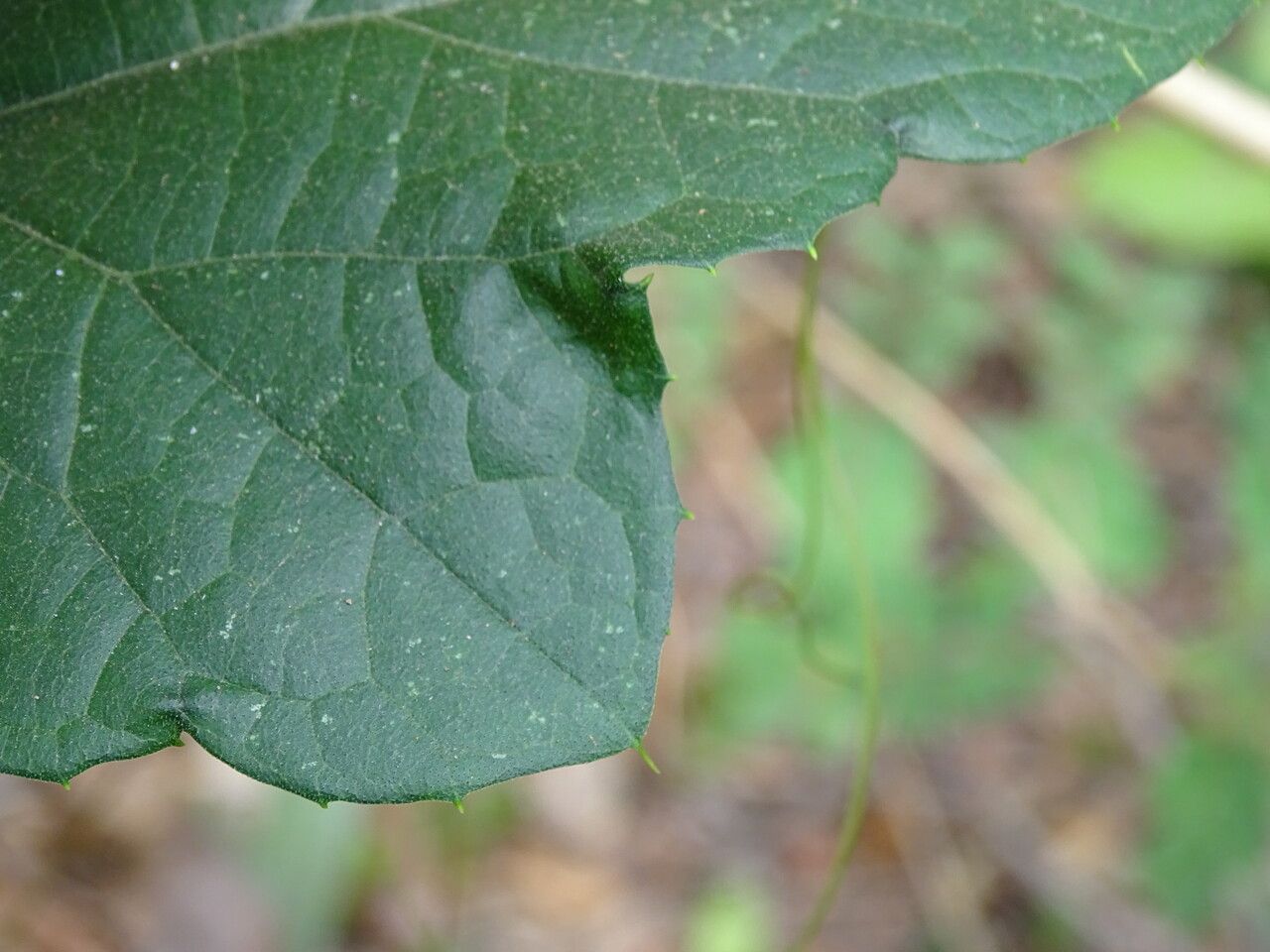 Cayaponia africana leaf