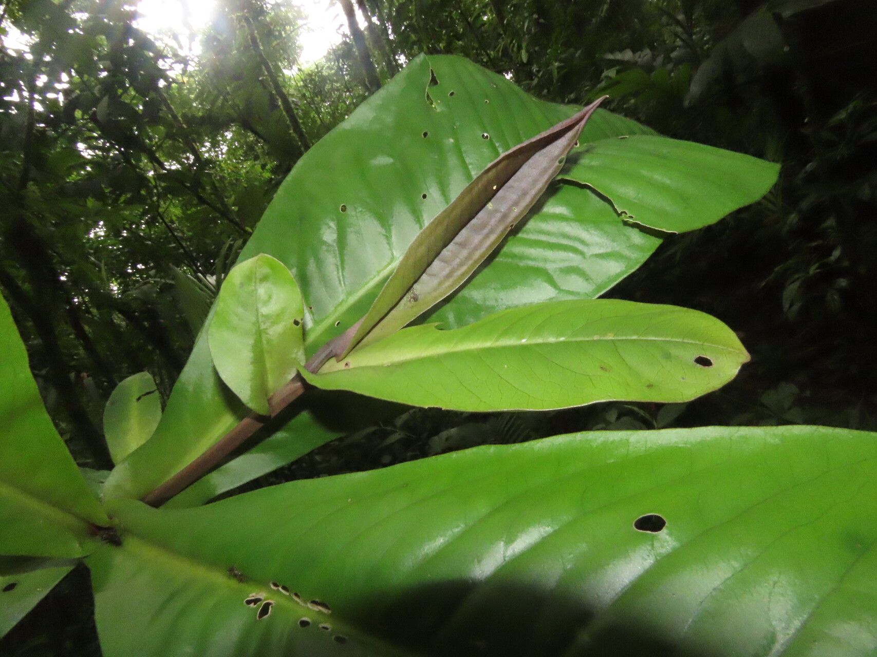 Ardisia auriculata leaf