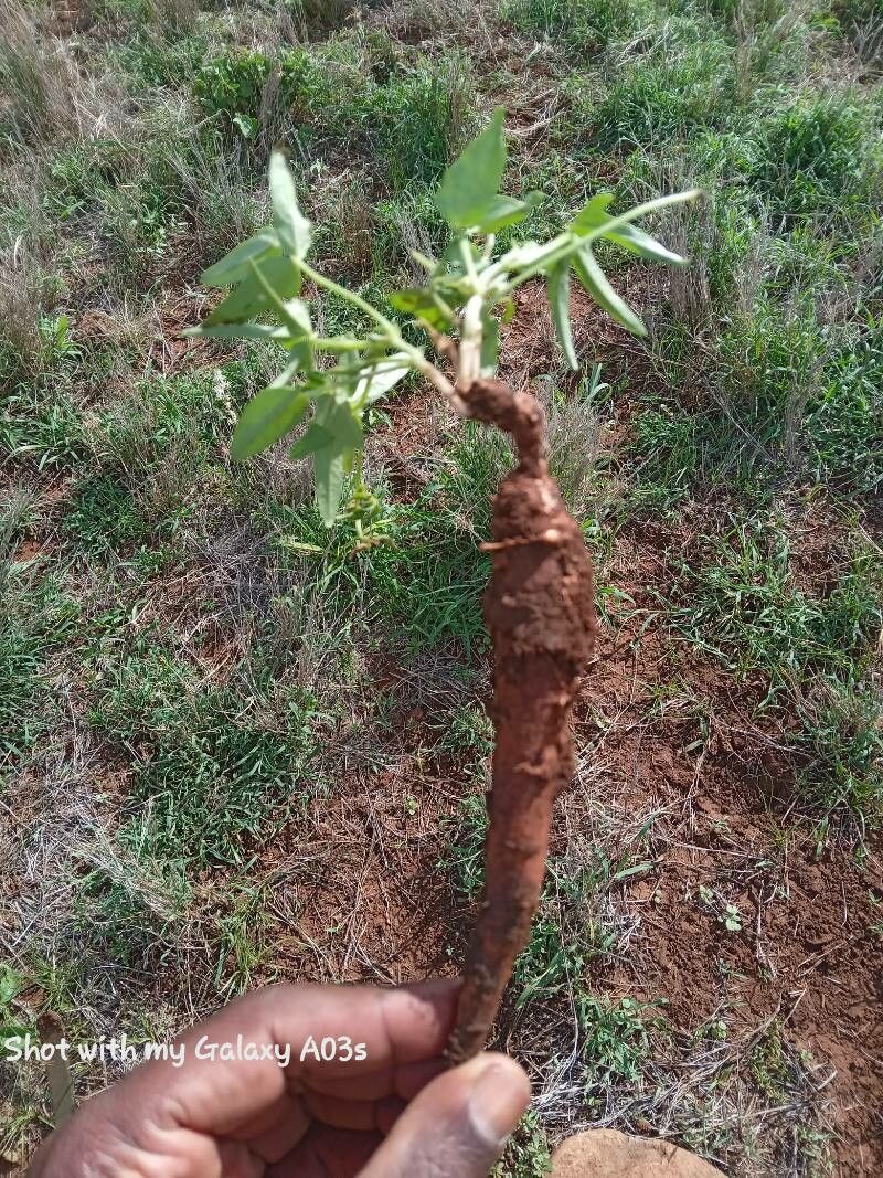 Vigna friesiorum other