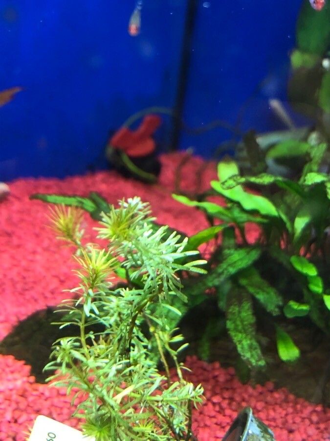 Rotala wallichii — search result for 'Rotala'