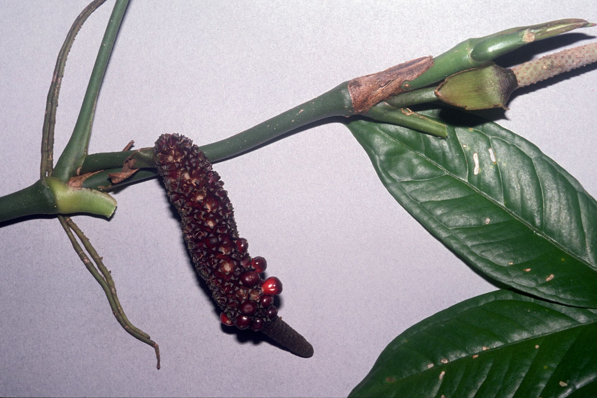 Anthurium pentaphyllum fruit