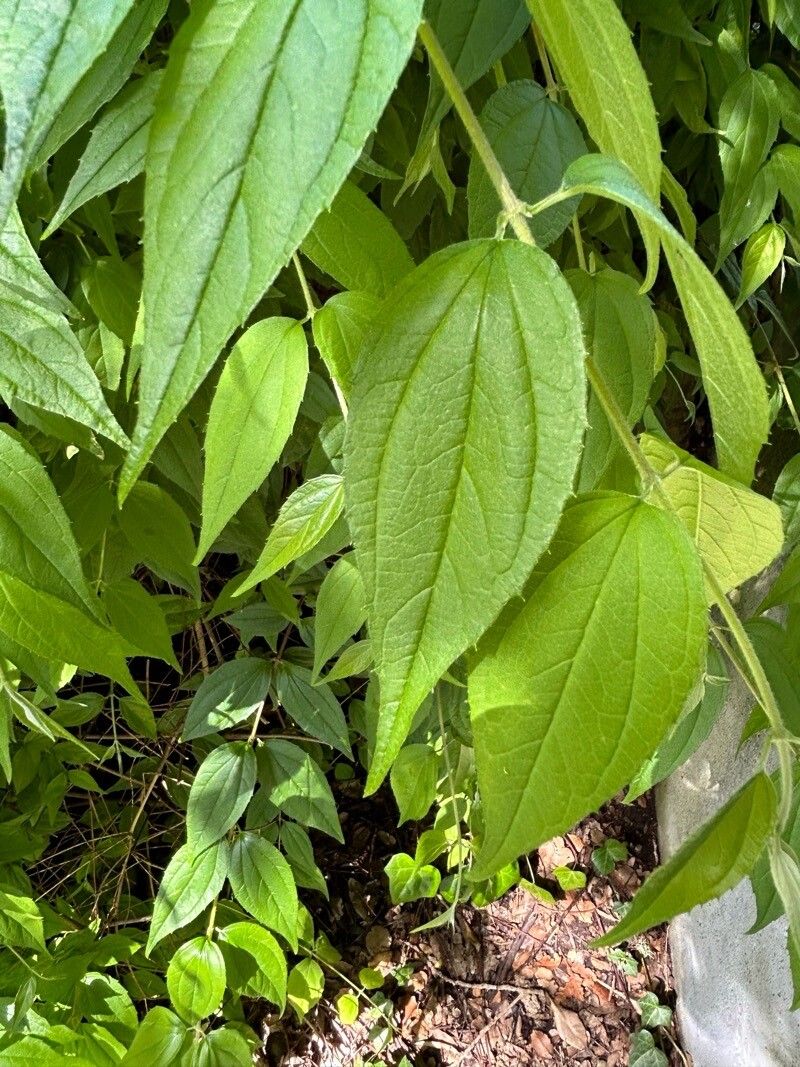 Philadelphus karwinskyanus — houseplant care guide