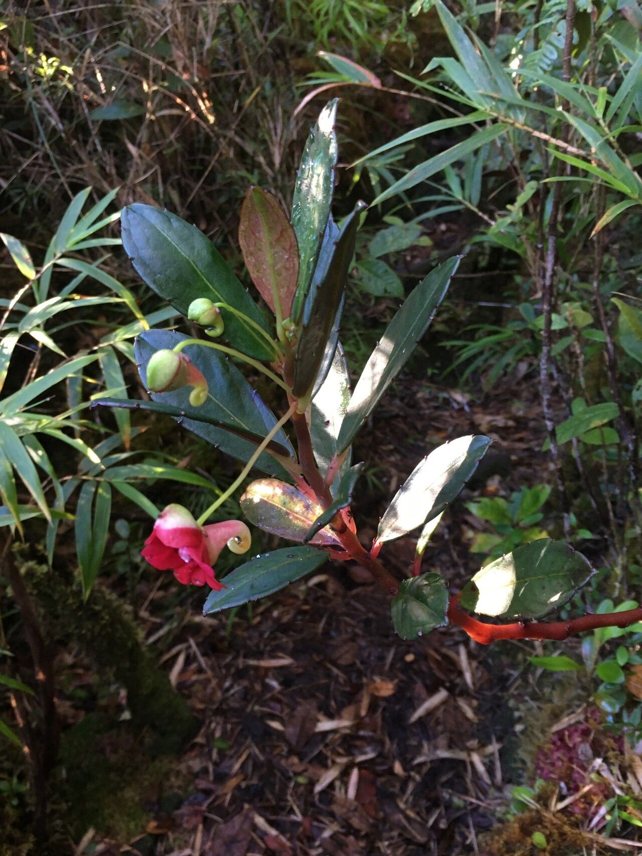 Impatiens susan-nathansoniae — houseplant care guide